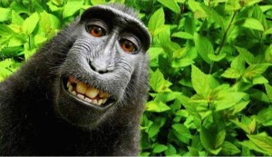 Monkey Selfie Blog pic